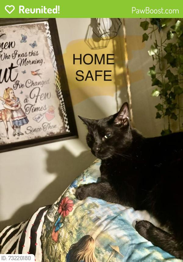 Reunited Male Cat last seen Papa John’s in Cleveland, Canton, OH 44709