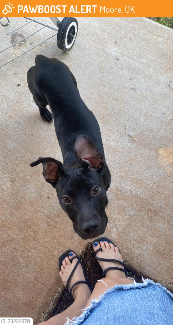 Found/Stray Female Dog last seen Near SE 95th Street, Moore OK, Moore, OK 73160