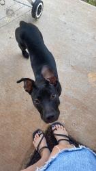 Found/Stray Female Dog last seen Near SE 95th Street, Moore OK, Moore, OK 73160