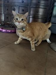 Reunited Male Cat last seen By the stanly marketplace on Dallas st, Aurora, CO 80010