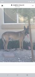 Found/Stray Unknown Dog last seen Tierra Mesa Ave,, Sunrise Manor, NV 89156