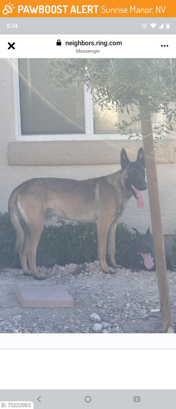 Found/Stray Unknown Dog last seen Tierra Mesa Ave,, Sunrise Manor, NV 89156