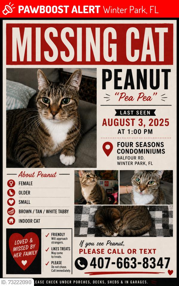 Lost Female Cat last seen Aloma and Balfour or 4 seasons cndmniums, Winter Park, FL 32792