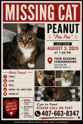 Lost Female Cat last seen Aloma and Balfour or 4 seasons cndmniums, Winter Park, FL 32792