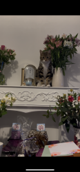 Lost Male Cat last seen Worsley salford Lancashires greater Manchester, Worsley, England M28 3ZQ