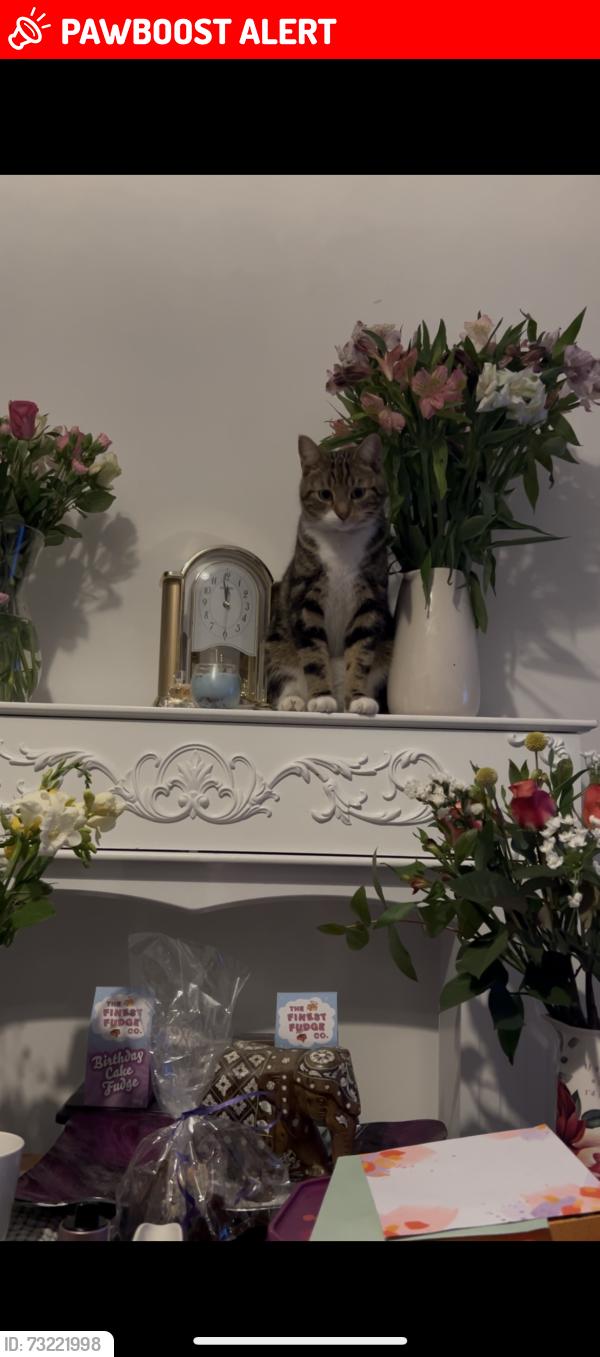 Lost Male Cat last seen Worsley salford Lancashires greater Manchester, Worsley, England M28 3ZQ