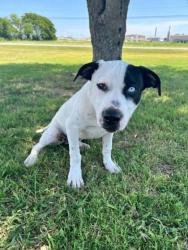 Shelter Stray Male Dog last seen Near BLK Alvarado ST, District 3 - East Cleburne, TX, 2375 Service Dr, Cleburne, TX 76033, USA