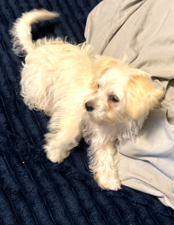 Found/Stray Male Dog last seen The Apopostilic Church, Lafayette, LA 70503