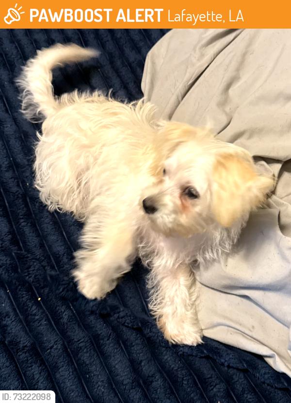 Found/Stray Male Dog last seen The Apopostilic Church, Lafayette, LA 70503