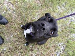 Found/Stray Male Dog last seen Adel ga, Adel, GA 31620
