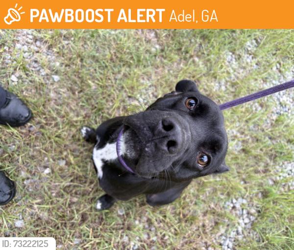 Found/Stray Male Dog last seen Adel ga, Adel, GA 31620