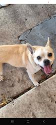 Reunited Female Dog last seen Winscott and Timber Creek, Benbrook, TX 76126