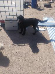 Found/Stray Male Dog last seen Northern and 40th Street, Rio Rancho Estates, NM 87124
