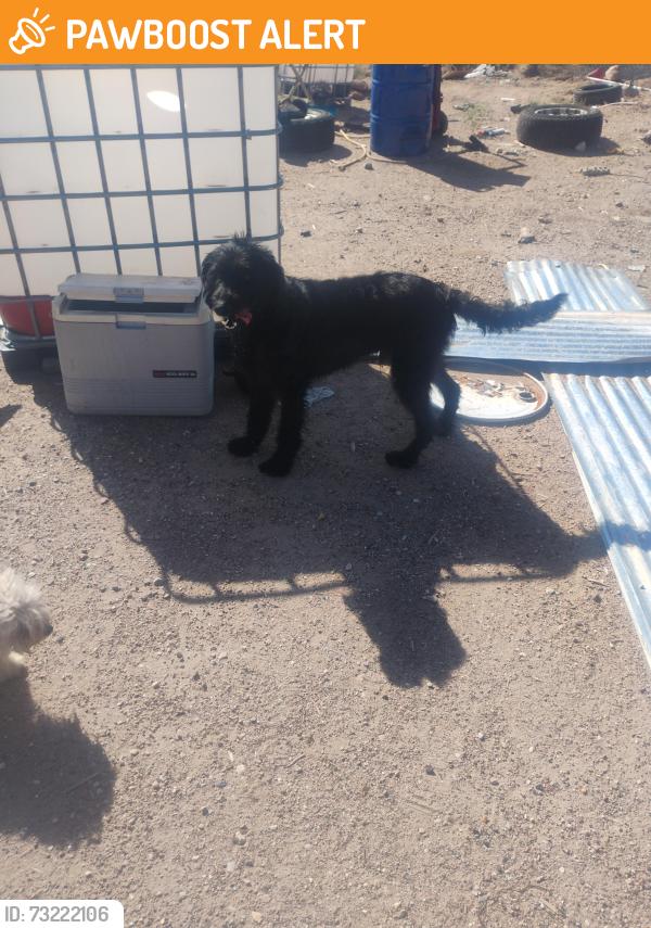Found/Stray Male Dog last seen Northern and 40th Street, Rio Rancho Estates, NM 87124