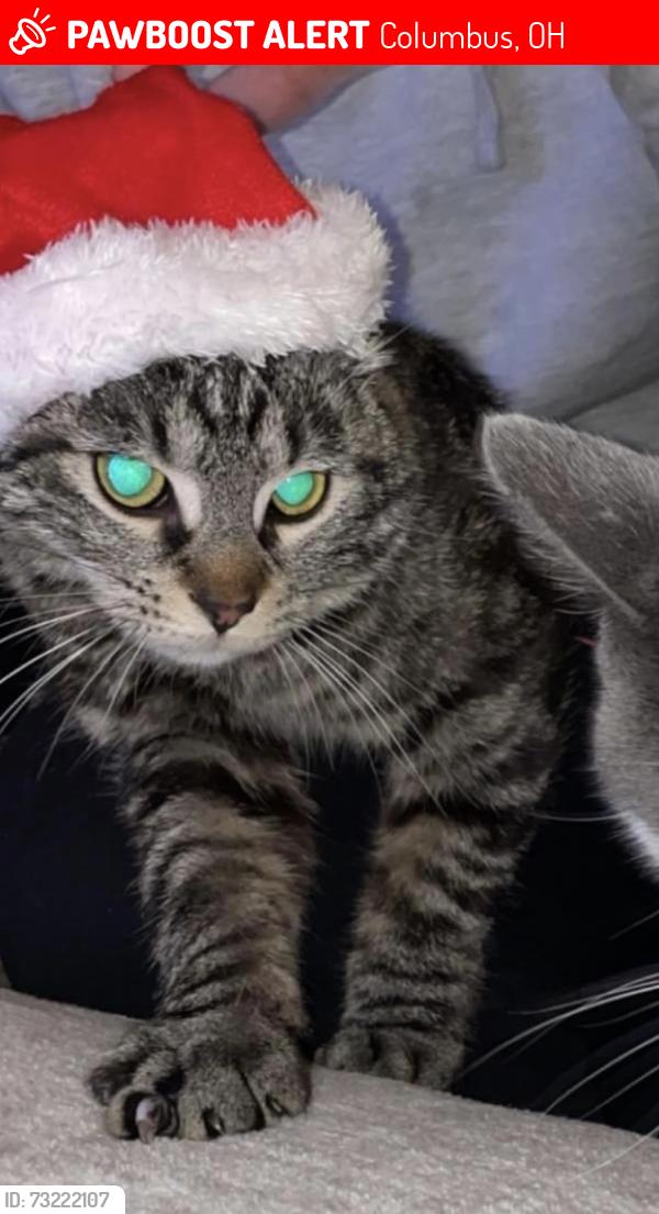 Lost Female Cat last seen Michigan Ave and 3rd Ave near a restaurant called Saucy Brew Works, Columbus, OH 43201