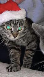 Lost Female Cat last seen Michigan Ave and 3rd Ave near a restaurant called Saucy Brew Works, Columbus, OH 43201