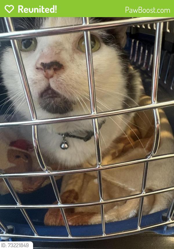 Reunited Male Cat last seen harehills park, West Yorkshire, England LS9