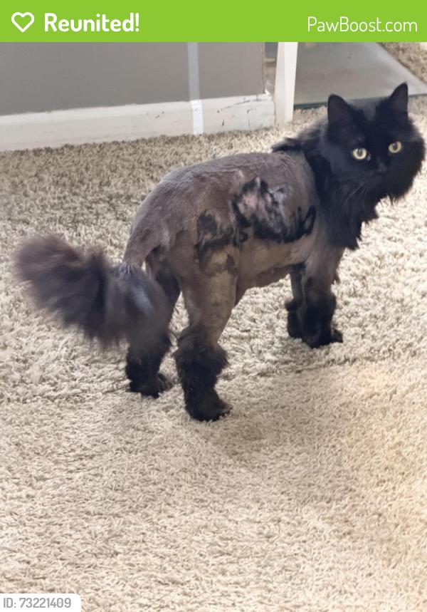 Reunited Female Cat last seen 29th and Perry. Nearest location is the apmt complex at the intersection, Spokane, WA 99223