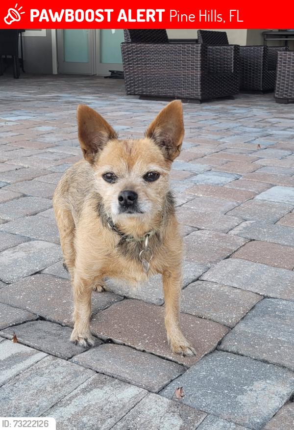 Lost Male Dog last seen Pickering Ct, Orlando FL, Pine Hills, FL 32808