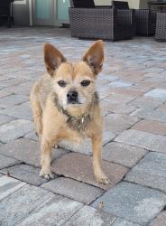 Lost Male Dog last seen Pickering Ct, Orlando FL, Pine Hills, FL 32808