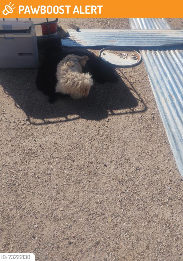 Found/Stray Male Dog last seen Northern and 40th Street, Rio Rancho Estates, NM 87124