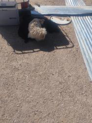 Found/Stray Male Dog last seen Northern and 40th Street, Rio Rancho Estates, NM 87124