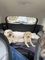 Found/Stray Unknown Dog last seen S Tryon near Old Whitehall, Charlotte, NC 28273