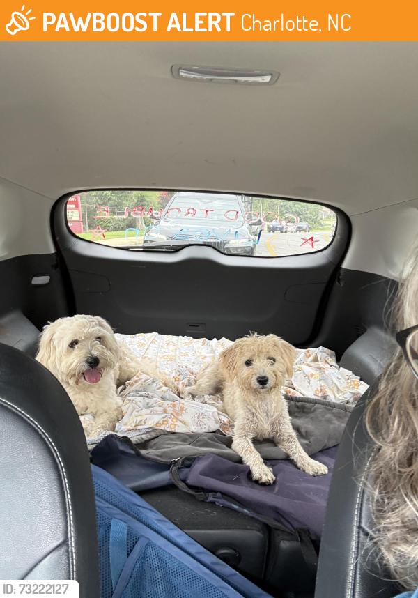 Found/Stray Unknown Dog last seen S Tryon near Old Whitehall, Charlotte, NC 28273