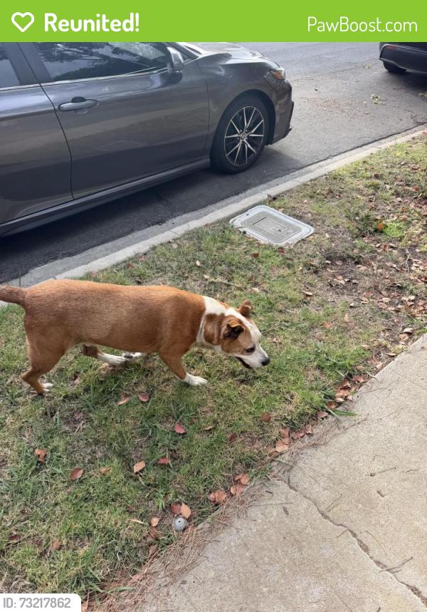 Reunited Male Dog last seen Maple wood and Marco, Los Angeles, CA 90066