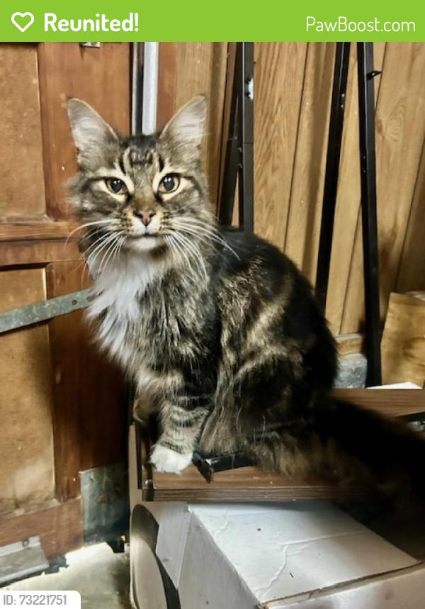 Reunited Unknown Cat last seen Hurrican Creek Publix, Chattanooga, TN 37421