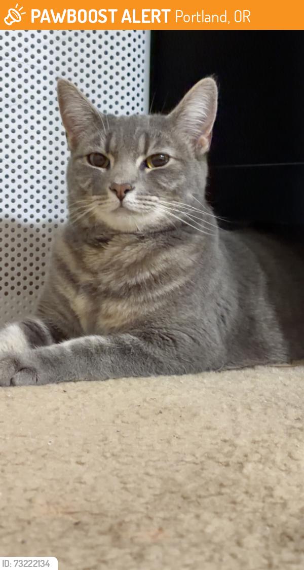 Found/Stray Unknown Cat last seen Caddy car wash, Portland, OR 97229
