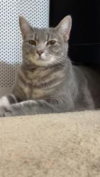 Found/Stray Unknown Cat last seen Caddy car wash, Portland, OR 97229