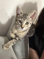 Reunited Female Cat last seen Near ivory ct El Cajon, El Cajon, CA 92019