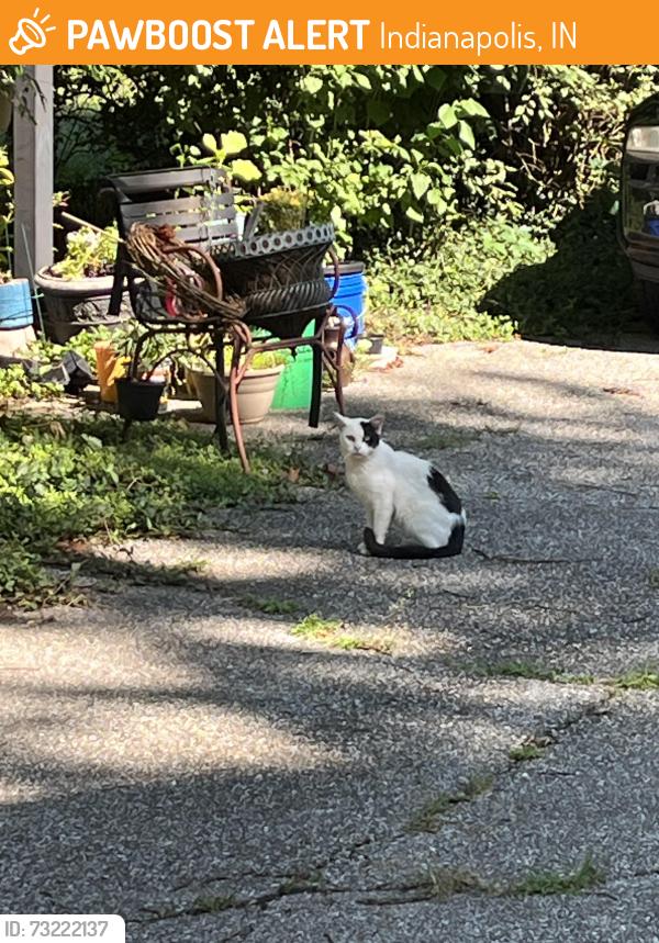 Found/Stray Unknown Cat last seen Madison and Banta, Indianapolis, IN 46227