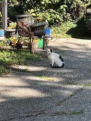 Found/Stray Unknown Cat last seen Madison and Banta, Indianapolis, IN 46227