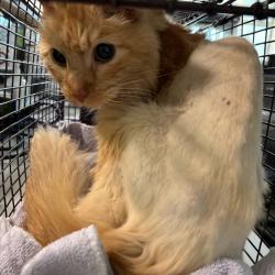 Shelter Stray Male Cat last seen Near Watrous Avenue, DES MOINES, IA, 50315, Des Moines, IA 50313