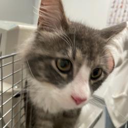 Shelter Stray Male Cat last seen Guthrie & Delaware, DES MOINES, IA, 50317, Des Moines, IA 50313