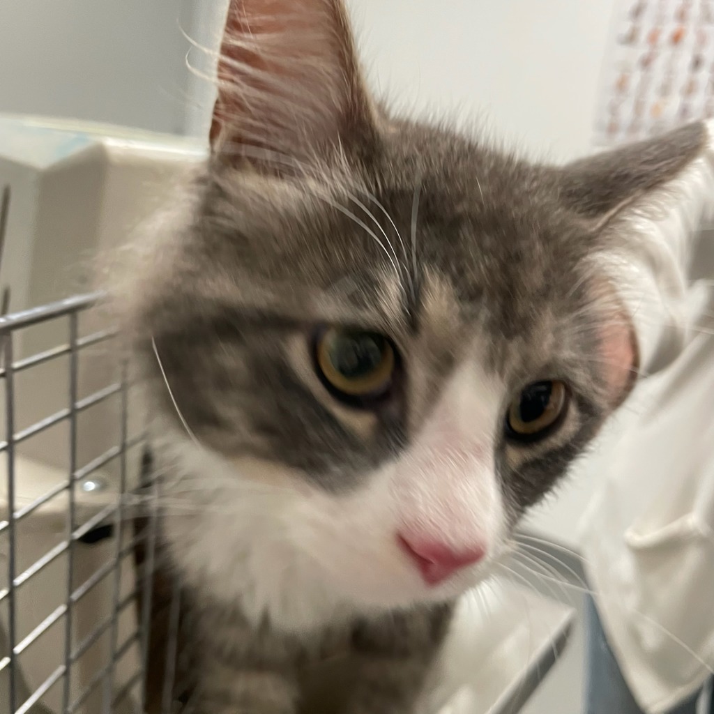Shelter Stray Male Cat last seen Guthrie & Delaware, DES MOINES, IA, 50317, Des Moines, IA 50313