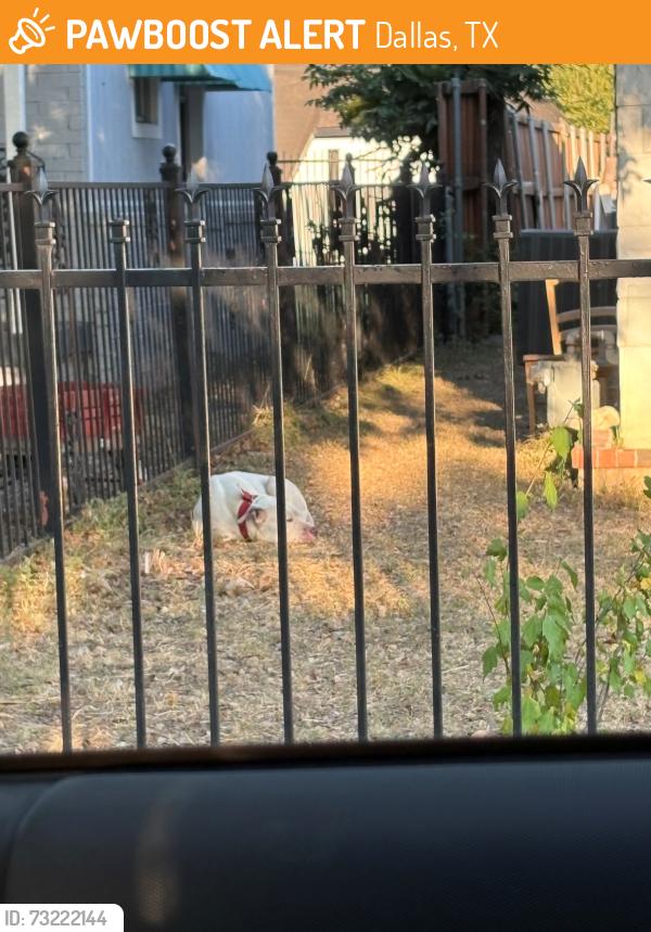 Found/Stray Male Dog last seen Roper and Savage, Dallas, TX 75209