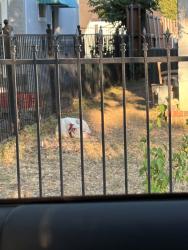 Found/Stray Male Dog last seen Roper and Savage, Dallas, TX 75209