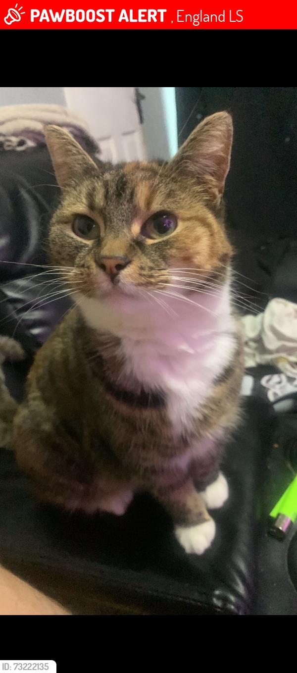 Lost Female Cat last seen Morrisons, , England LS17