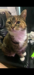 Lost Female Cat last seen Morrisons, , England LS17