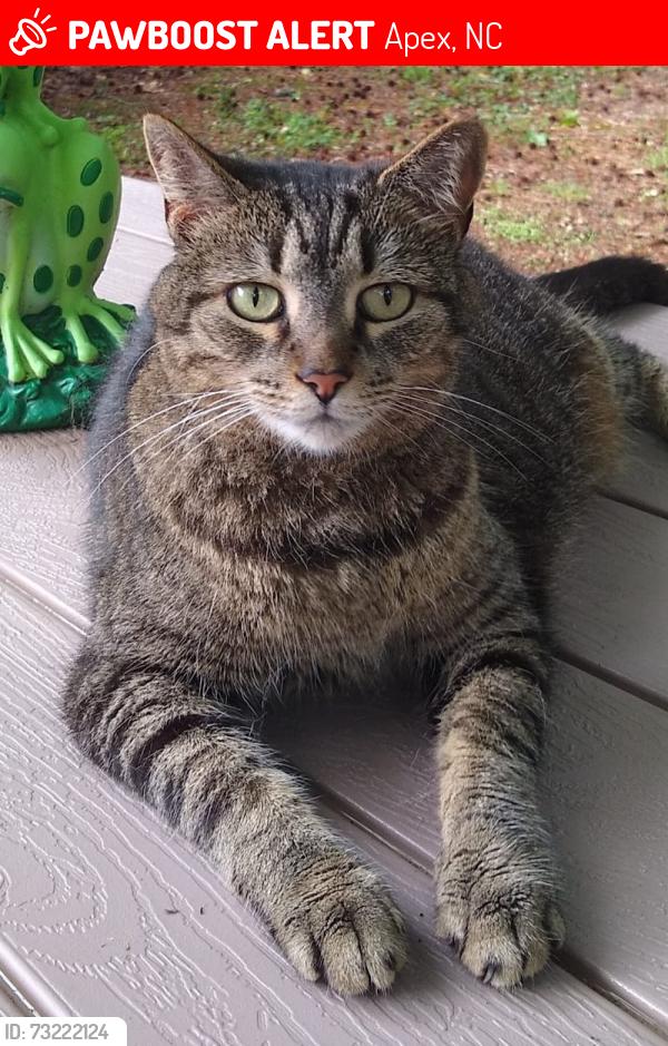 Lost Female Cat last seen High Holborn Ct in Amherst subdivision, Apex, NC 27502