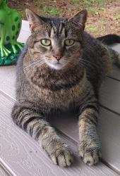 Lost Female Cat last seen High Holborn Ct in Amherst subdivision, Apex, NC 27502