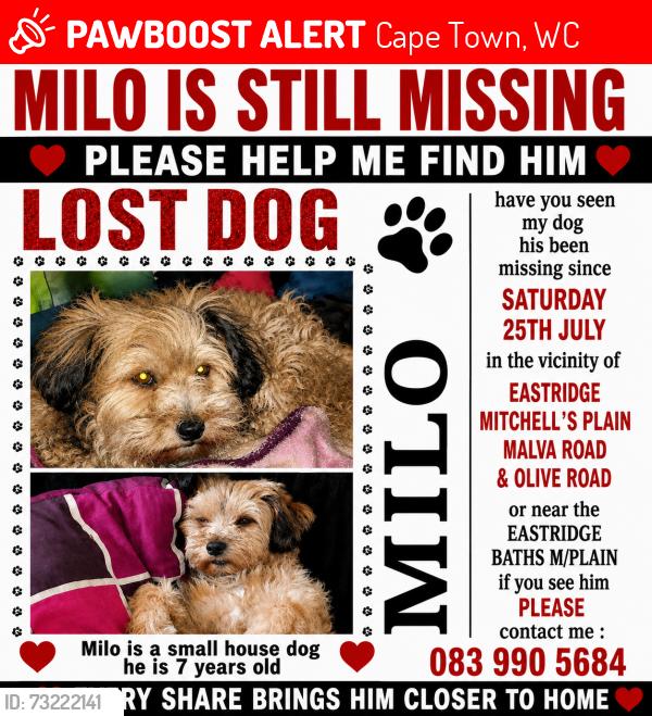 Lost Male Dog last seen Malva Road Eastridge,Mitchell's Plain, Cape Town, WC 7785