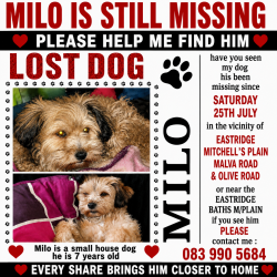 Lost Male Dog last seen Malva Road Eastridge,Mitchell's Plain, Cape Town, WC 7785