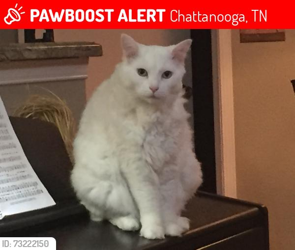 Lost Male Cat last seen Ashwood Square Retirement Community7683 Shallowford Rd, Chattanooga, TN 37421