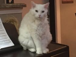 Lost Male Cat last seen Ashwood Square Retirement Community7683 Shallowford Rd, Chattanooga, TN 37421