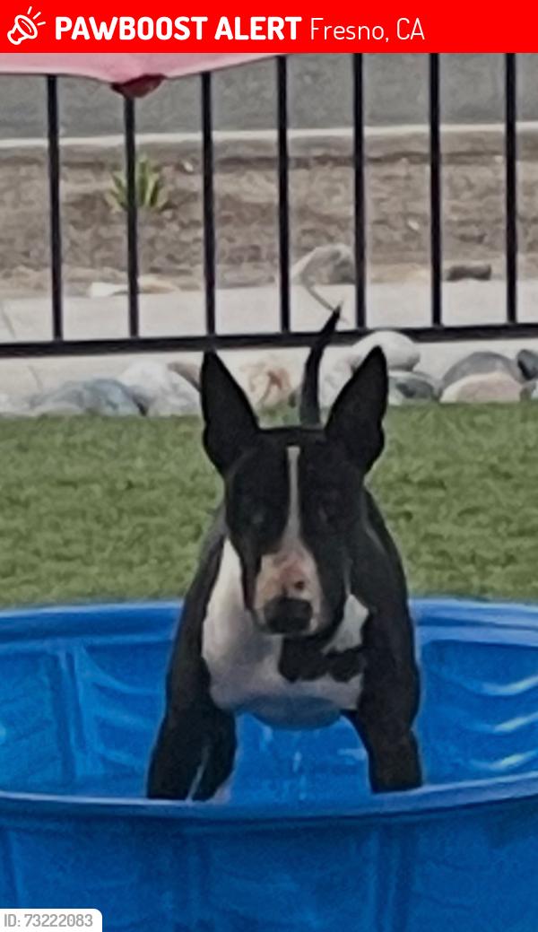 Lost Male Dog last seen Clinton and Van Ness, Fresno, CA 93704