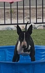 Lost Male Dog last seen Clinton and Van Ness, Fresno, CA 93704